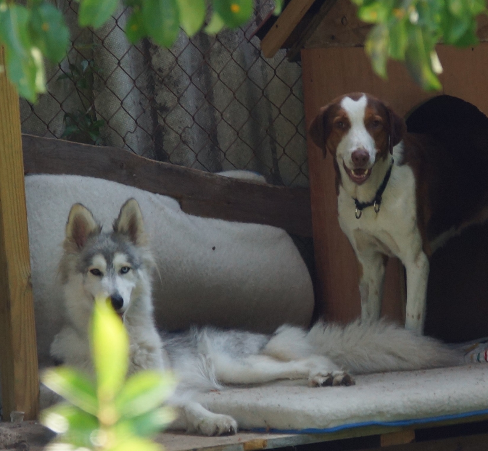 Animalsfriend, Siemensstr. in Berlin