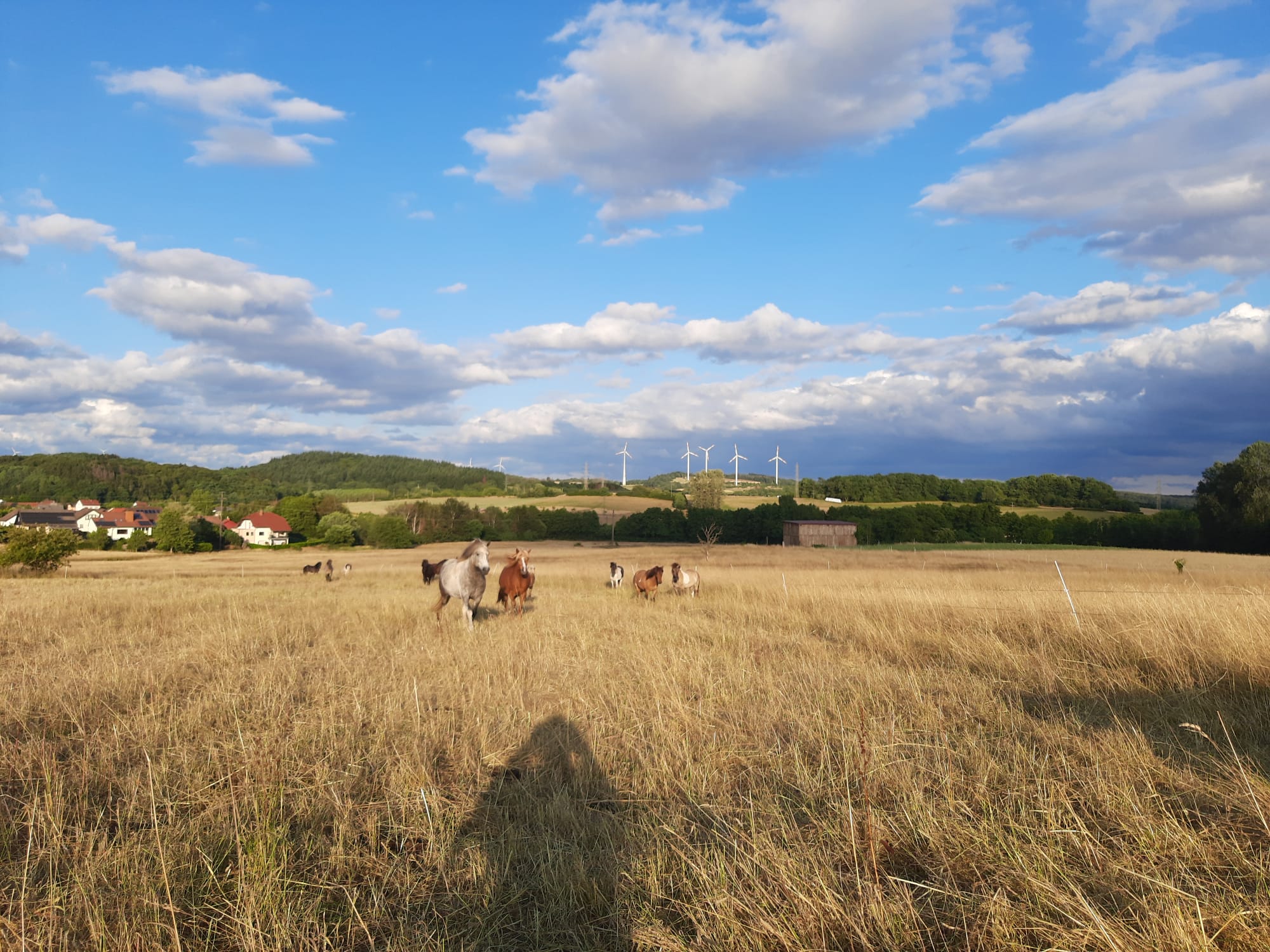 Gestüt Nahetal... Islandpferde zum Verlieben, Nahetalstr. in Nohfelden