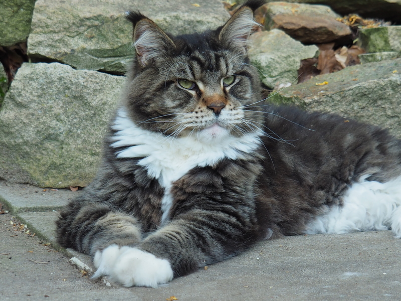 Kleintierzentrum Greven, Mergenthalerstraße in Greven