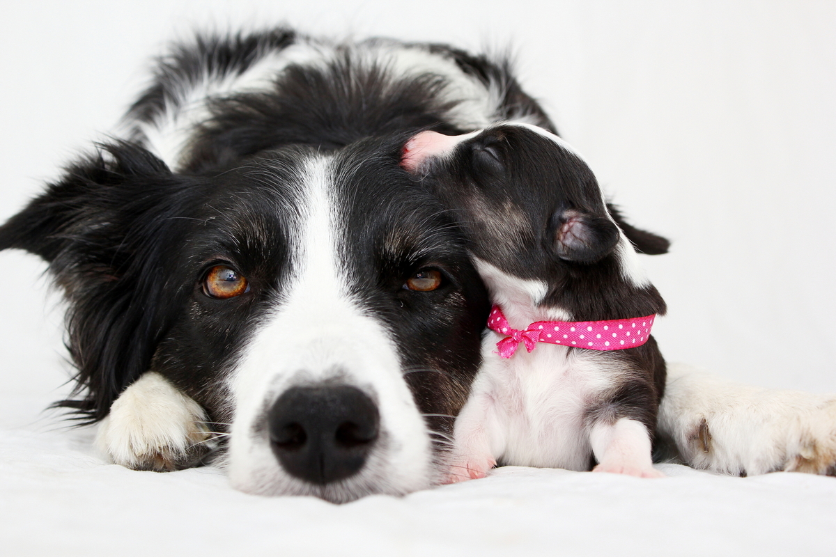 Kleintierzentrum Greven, Mergenthalerstraße in Greven