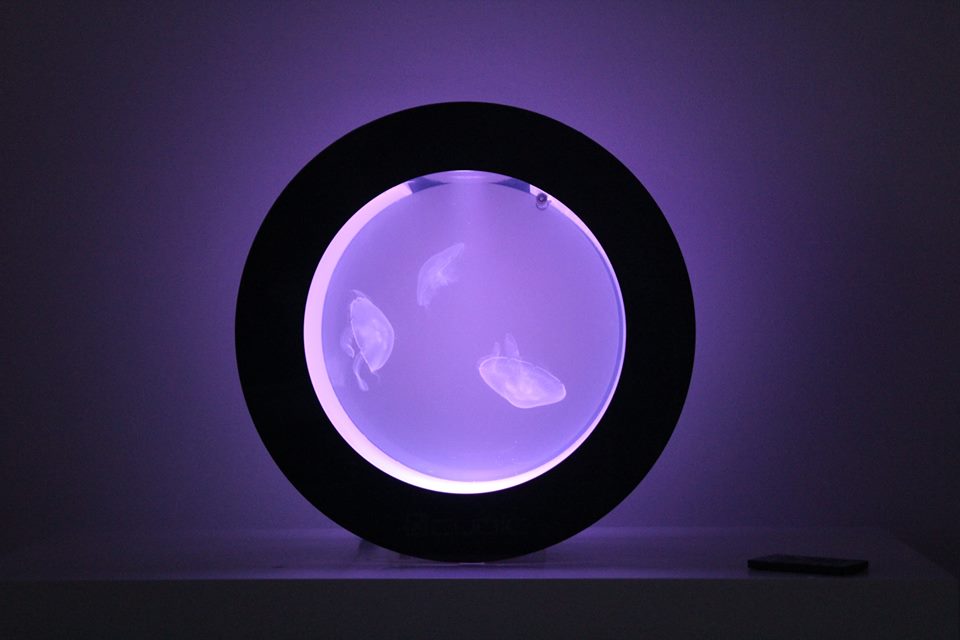 Quallen-Welt OHG, Austraße in Unterensingen