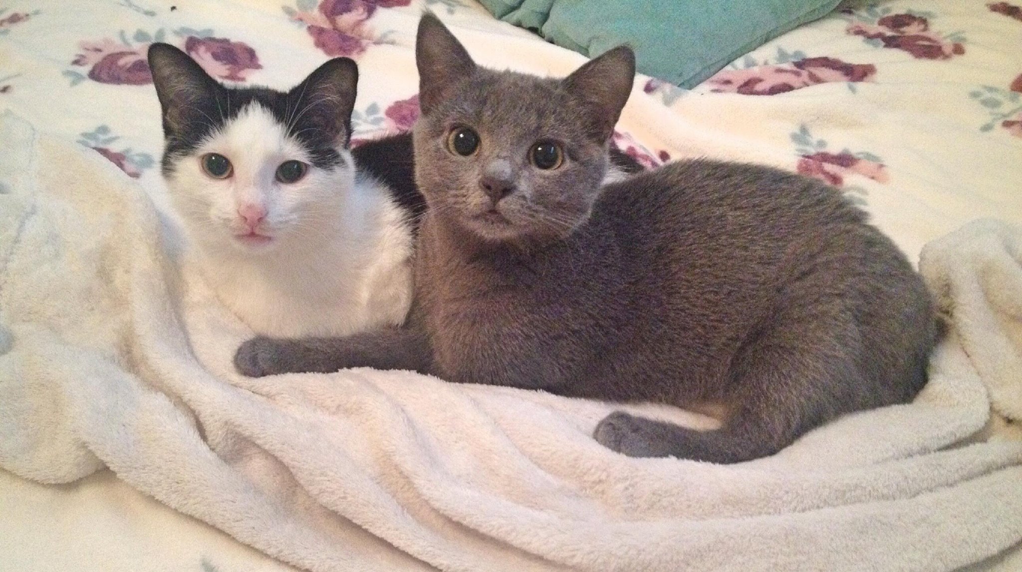 Timos Haustierbetreuung, Bitzfelder Straße in Bretzfeld