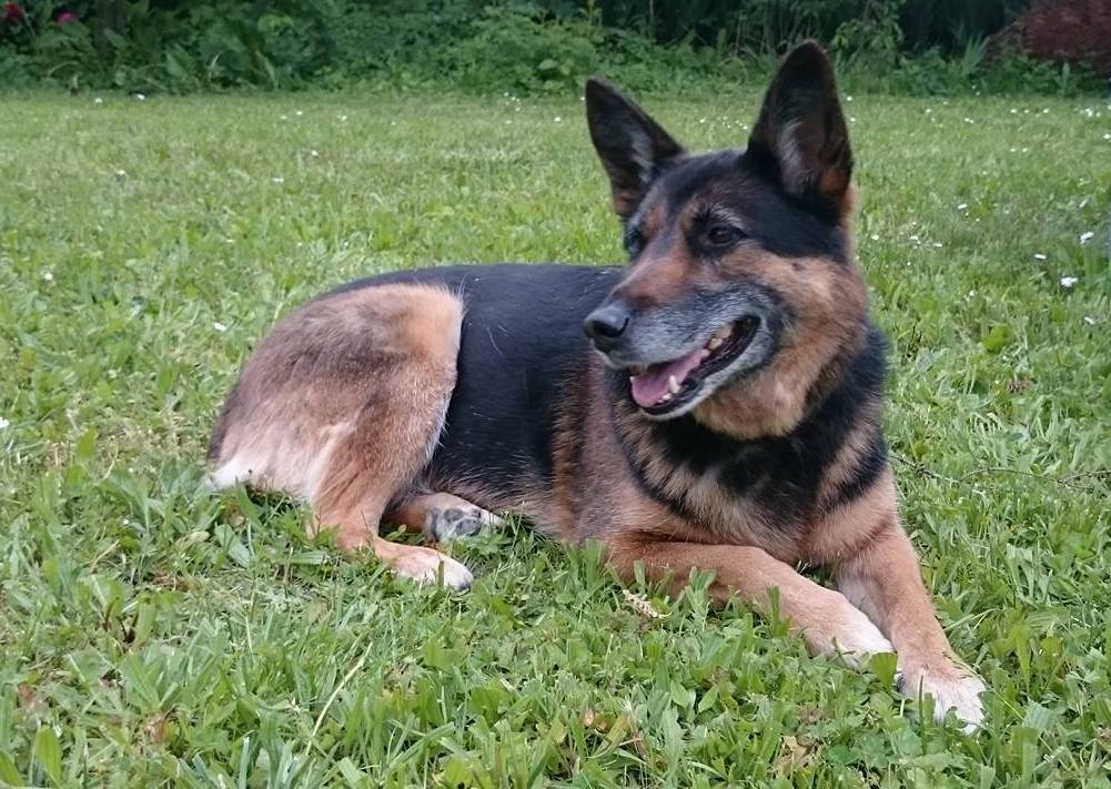 Timos Haustierbetreuung, Bitzfelder Straße in Bretzfeld