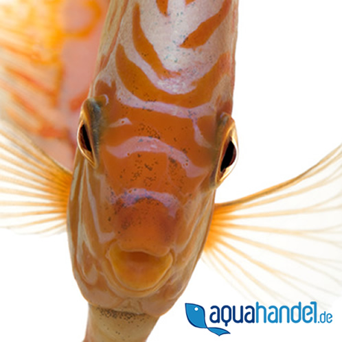 aquahandel.de, Holtenser Weg in Moringen