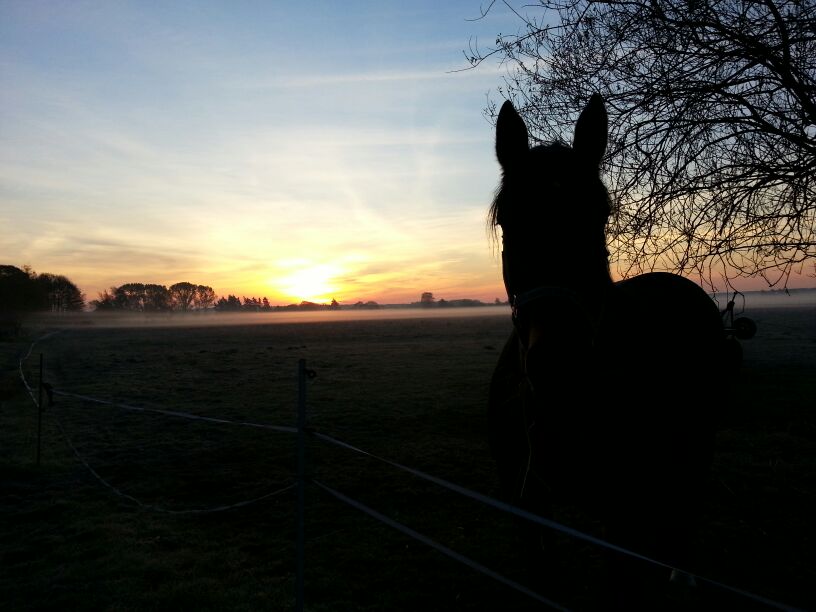 mobile Tierarztpraxis Bestensee Karin Ludwig, Dorfaue in Bestensee