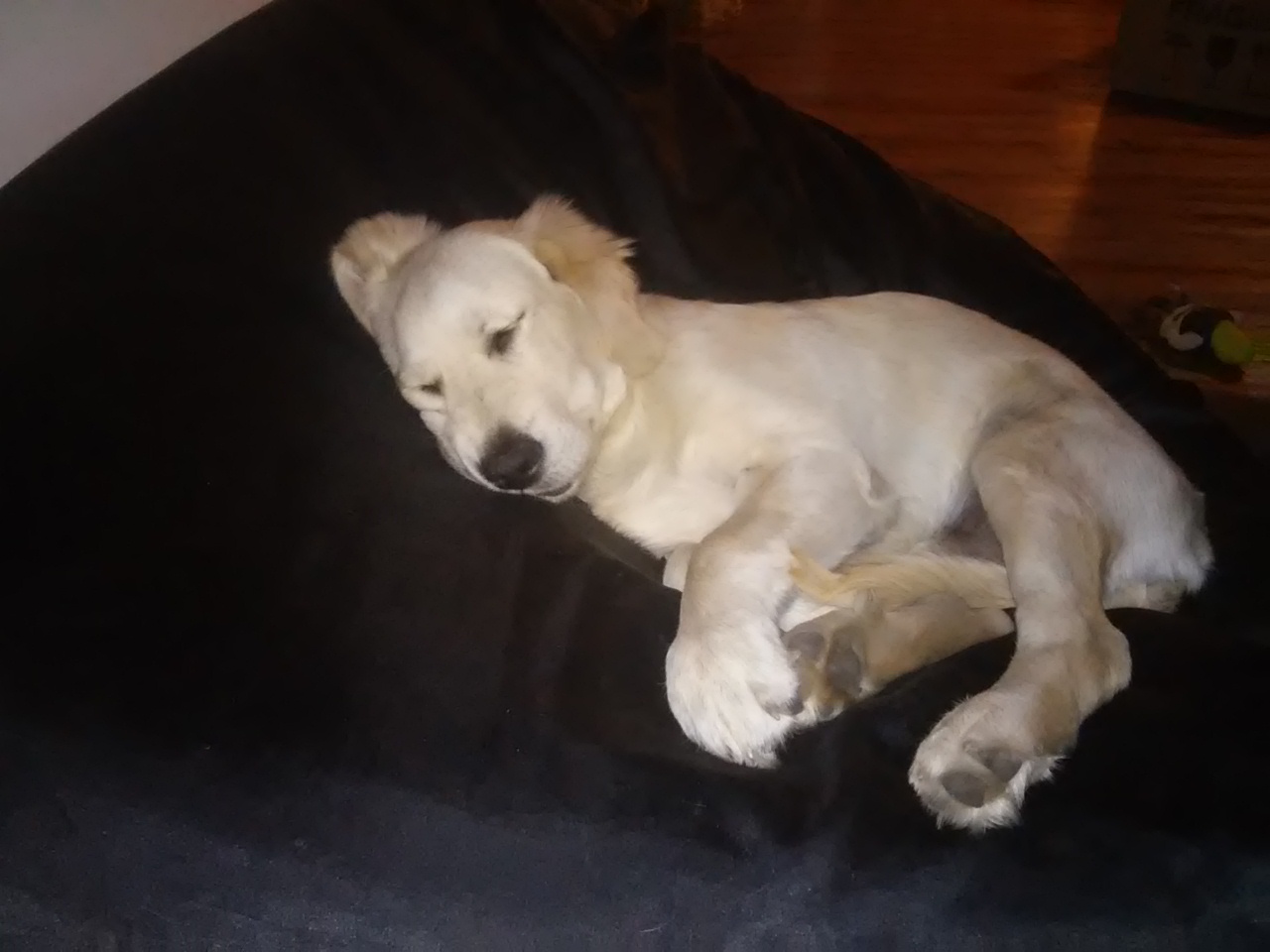 mobile Tierarztpraxis Bestensee Karin Ludwig, Dorfaue in Bestensee