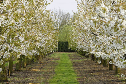 pleineshof obstanbau, Pielmey in Kempen