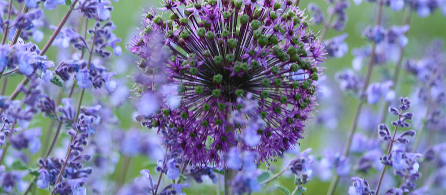 IndigaGärten GmbH & Co. KG, Barlachstraße in Bünde