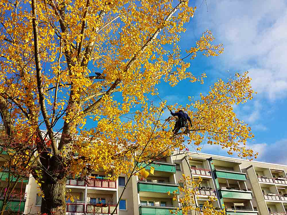 Baumpflege Kletterkollektiv, Silbersteinstrasse in Berlin