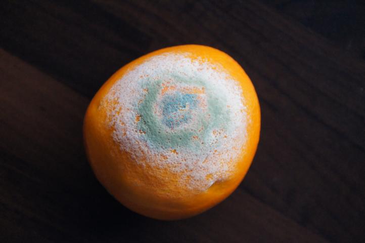 Schimmelberatung Hannover, Tulpenweg in Wedemark