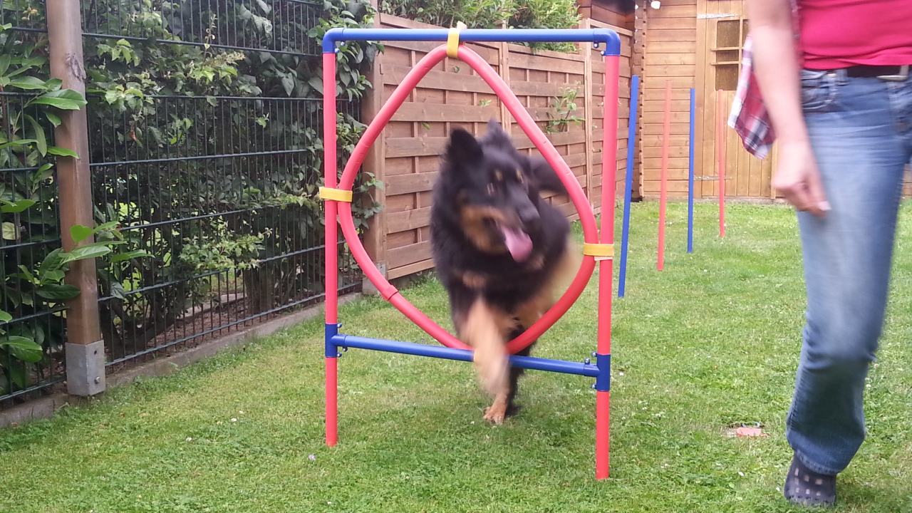 Der Hunde Coach, Lothar Schneider, Wiedenkamp in Vechelde