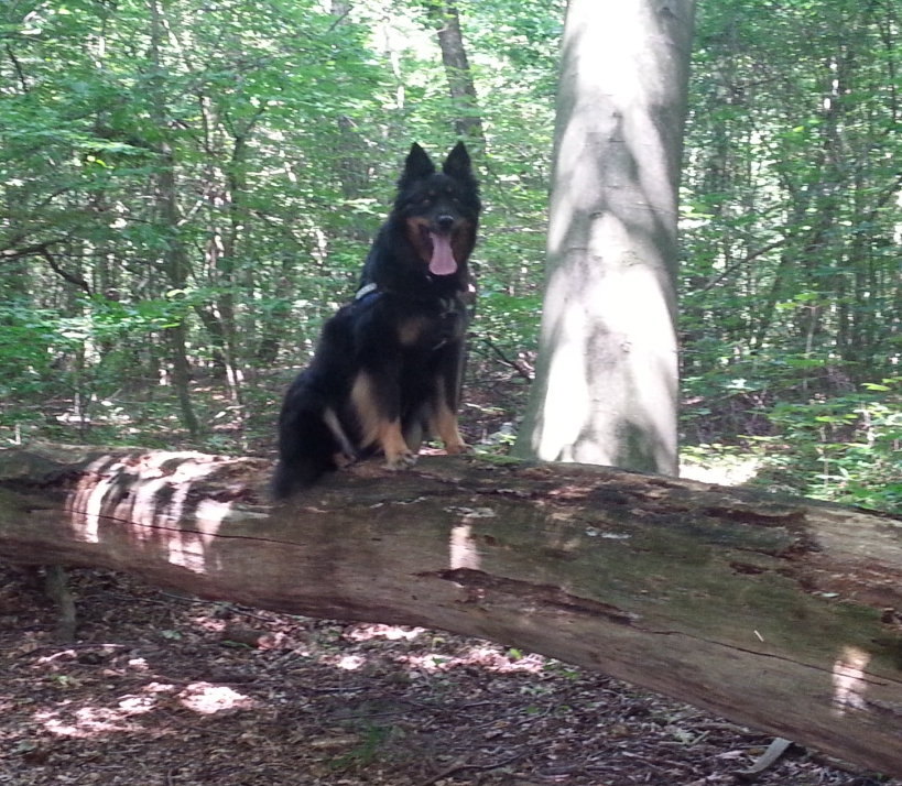 Der Hunde Coach, Lothar Schneider, Wiedenkamp in Vechelde
