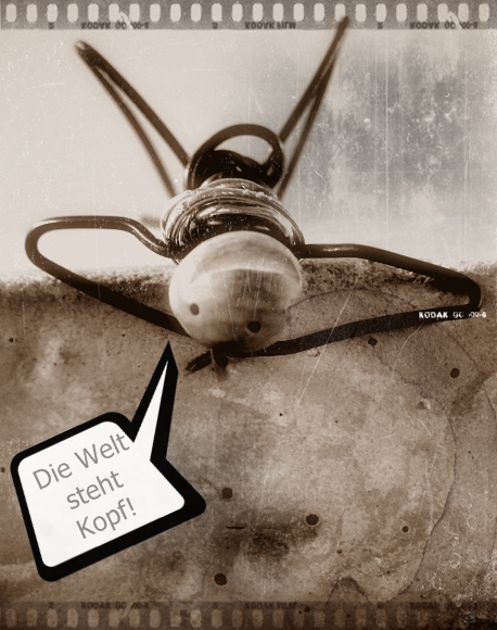 Kirschkernkopf, Ursula-Haider-Straße in Villingen-Schwenningen