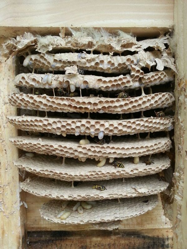 IHD Schädlingsbekämpfung und Taubenabwehr, Walter-Braun-Straße in Nürnberg