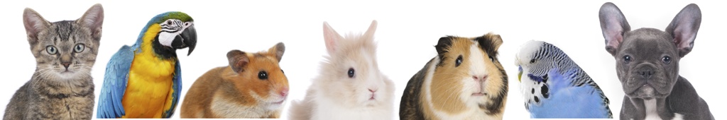 Sandra's mobile Tierbetreuung mit Herz, Kornstraße in Oberteuringen