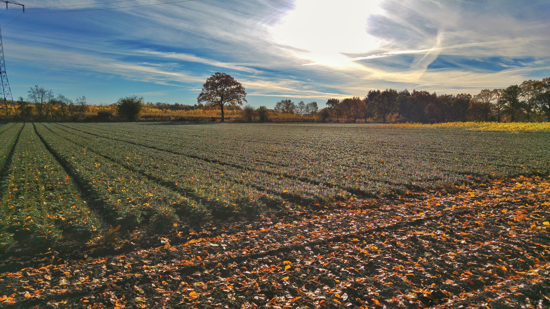 Joachim Ostermann Baumschulen Inh. Peter König e.K., Hauptstraße in Ellerbek