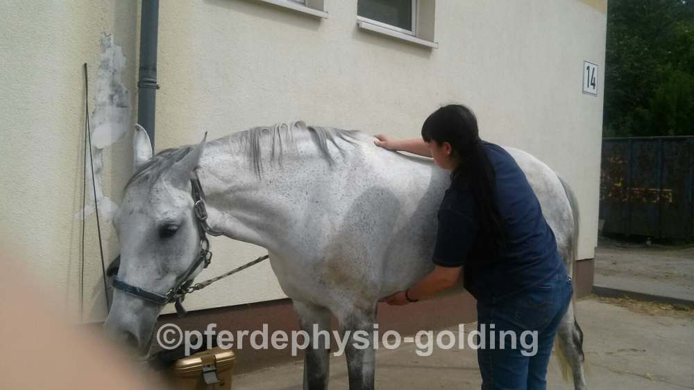 Pferdephysiotherapie Golding, Lange Straße in Schönwölkau