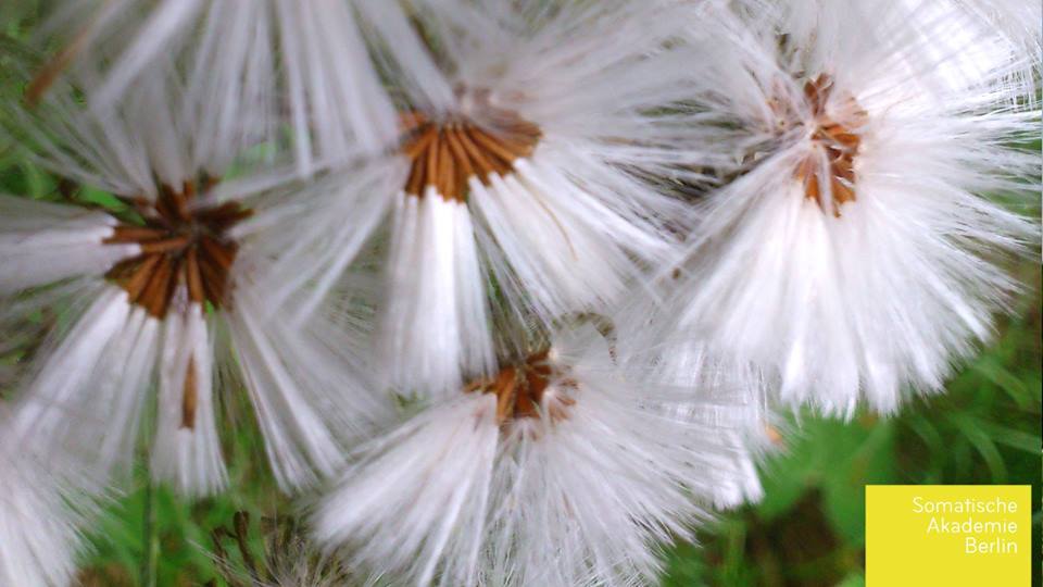 Somatische Akademie Berlin GmbH, Paul-Lincke-Ufer in Berlin