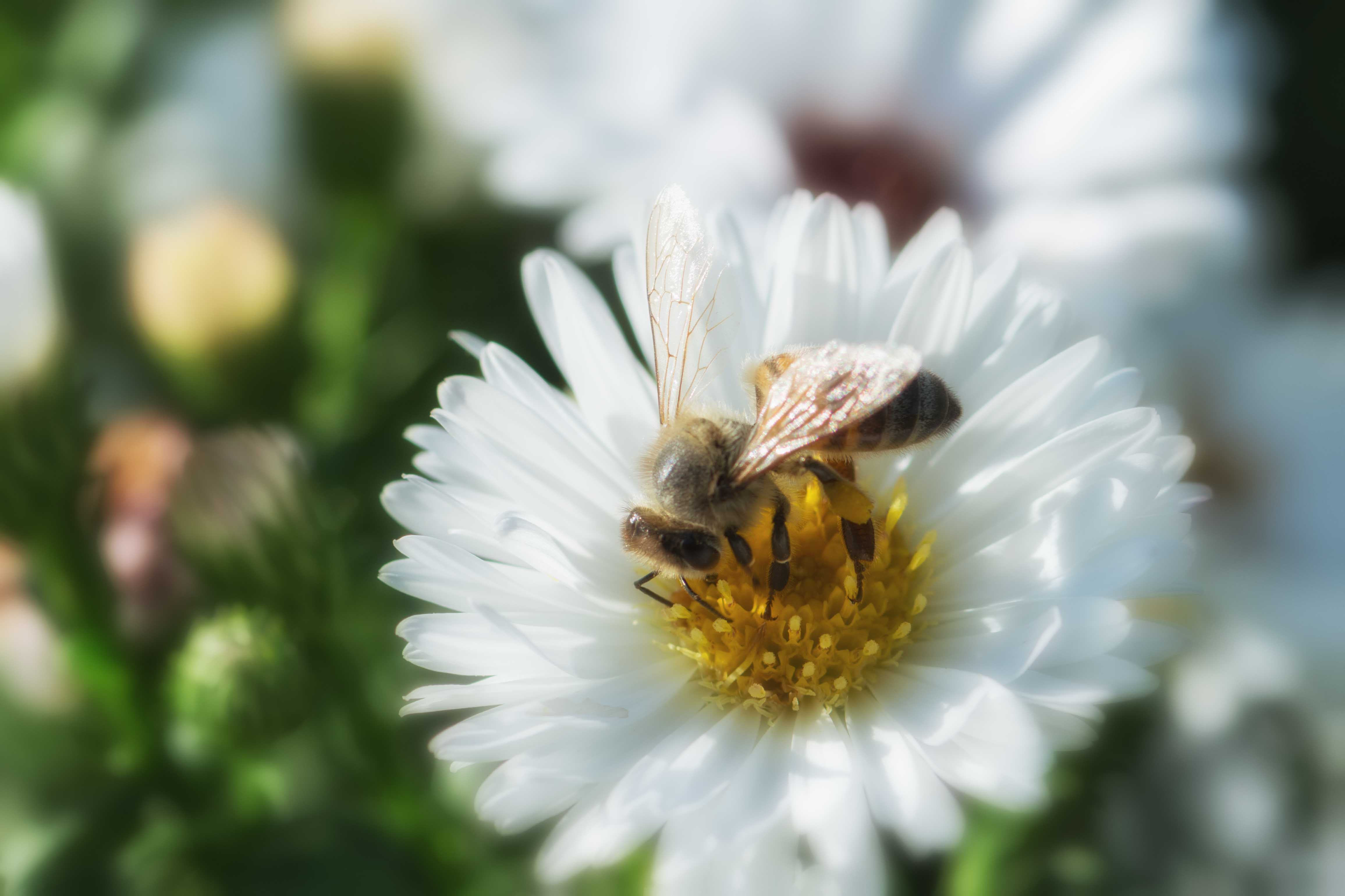 Imkerei Allach, Mannertstr. in München