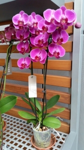 Orchidee.kaufen, Barmer Straße in Sprockhövel