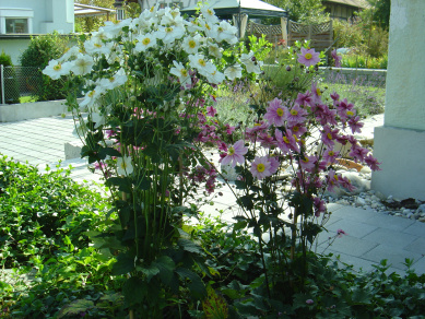 Stettler & Streit Gartenbau AG, Buchmattstrasse in Burgdorf