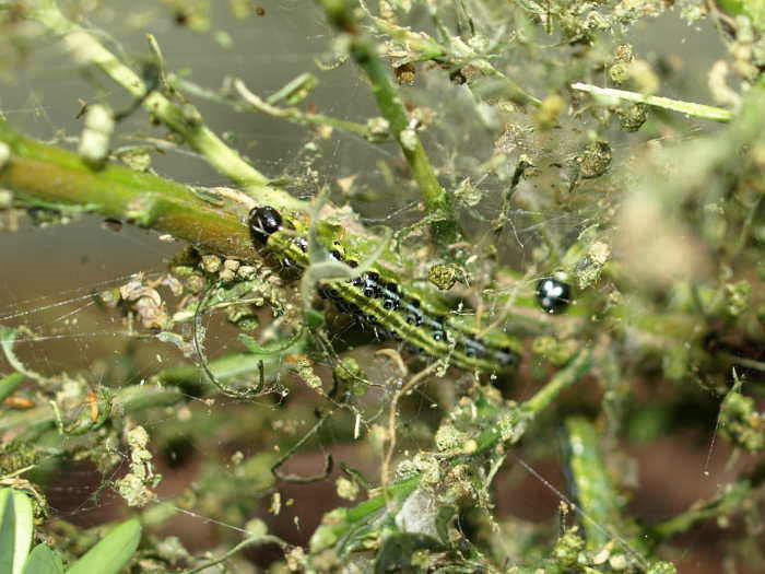 Stettler & Streit Gartenbau AG, Buchmattstrasse in Burgdorf