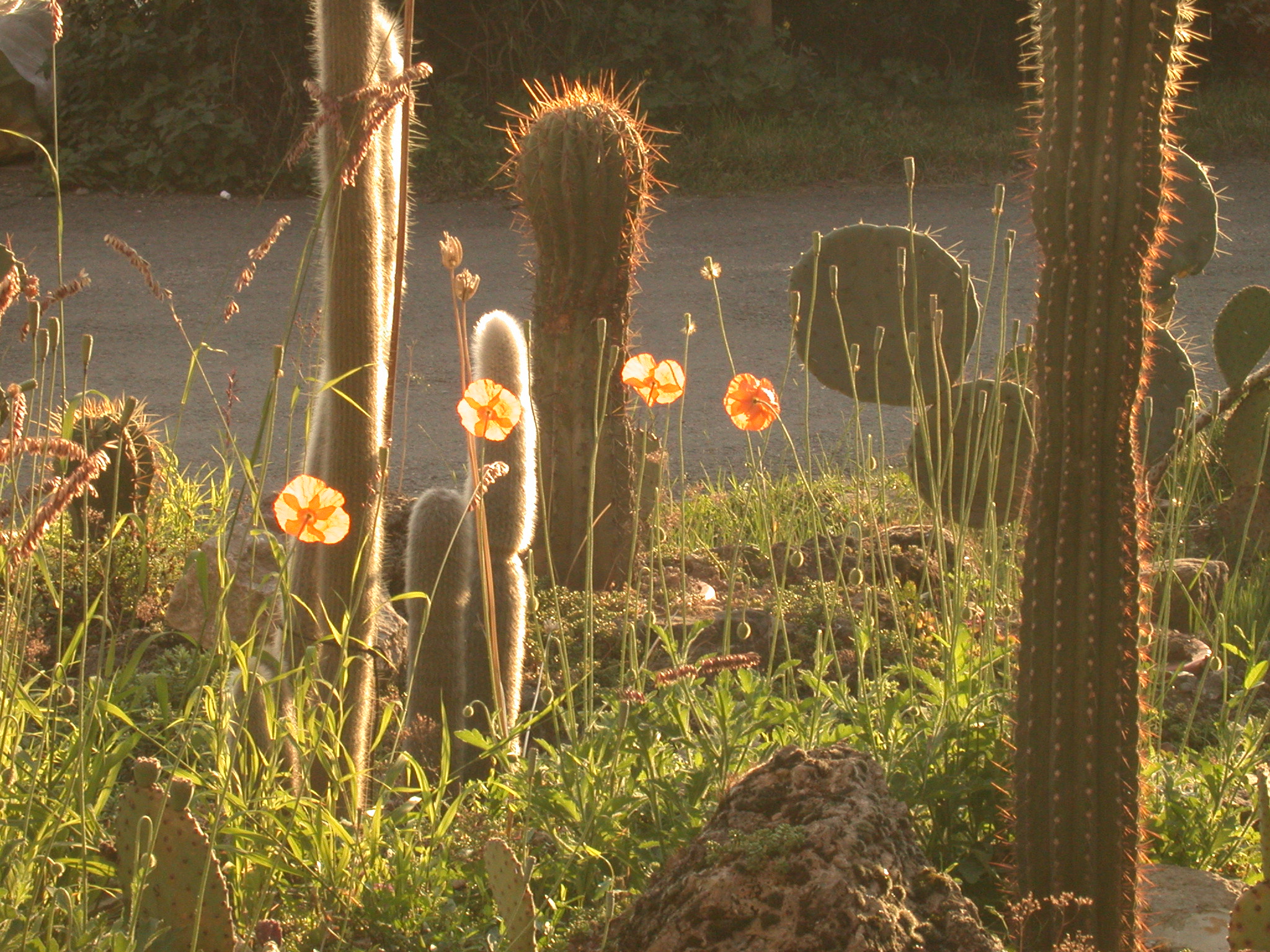 Kakteen-Haage, Blumenstraße in Erfurt