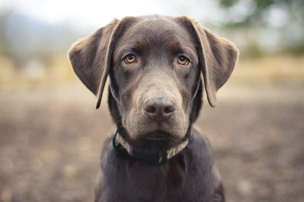 Poodlewohl, Schulweg in Hamburg