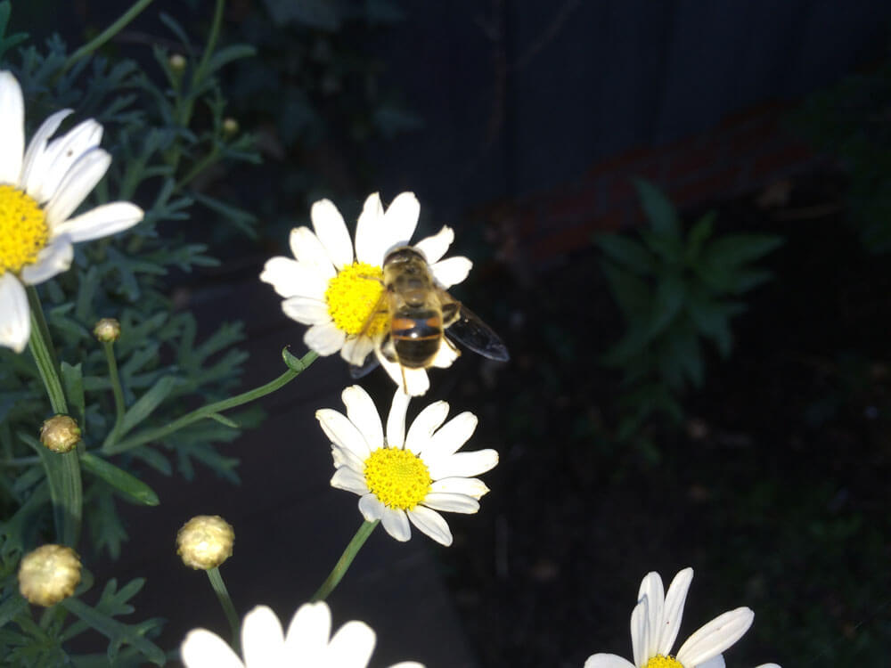Imkerei Bienen-Honig.de, Taubenstraß3 in Ludwigsfelde