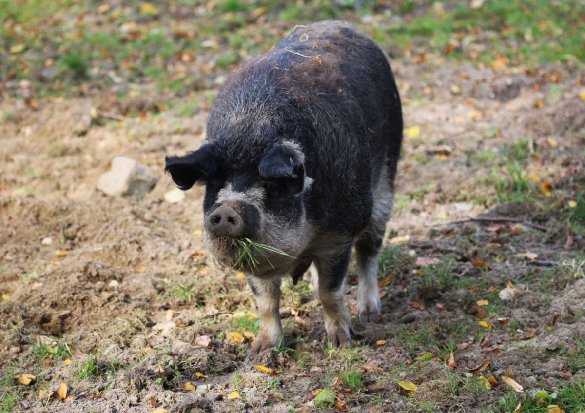 Schweinemeisterei Arenzhain-Hof, Dorfstraße in Doberlug-Kirchhain