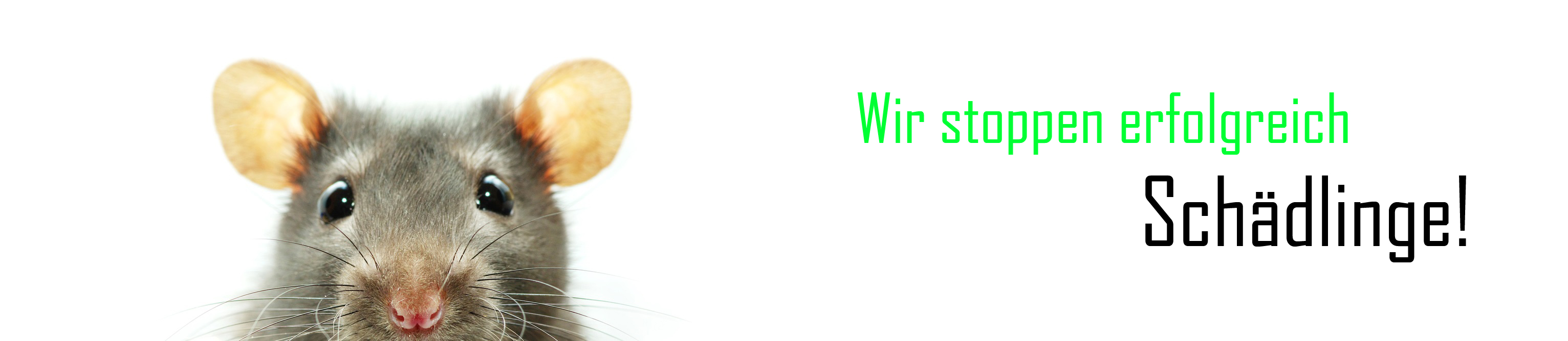 Plewka Schädlingsbekämpfung, Friedensstraße in Mönchengladbach