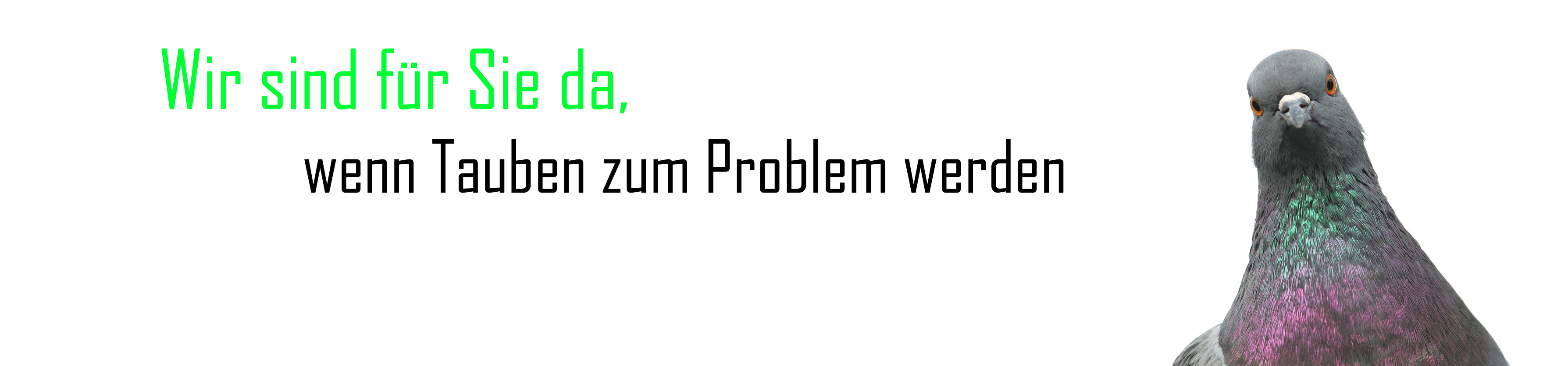 Plewka Schädlingsbekämpfung, Friedensstraße in Mönchengladbach