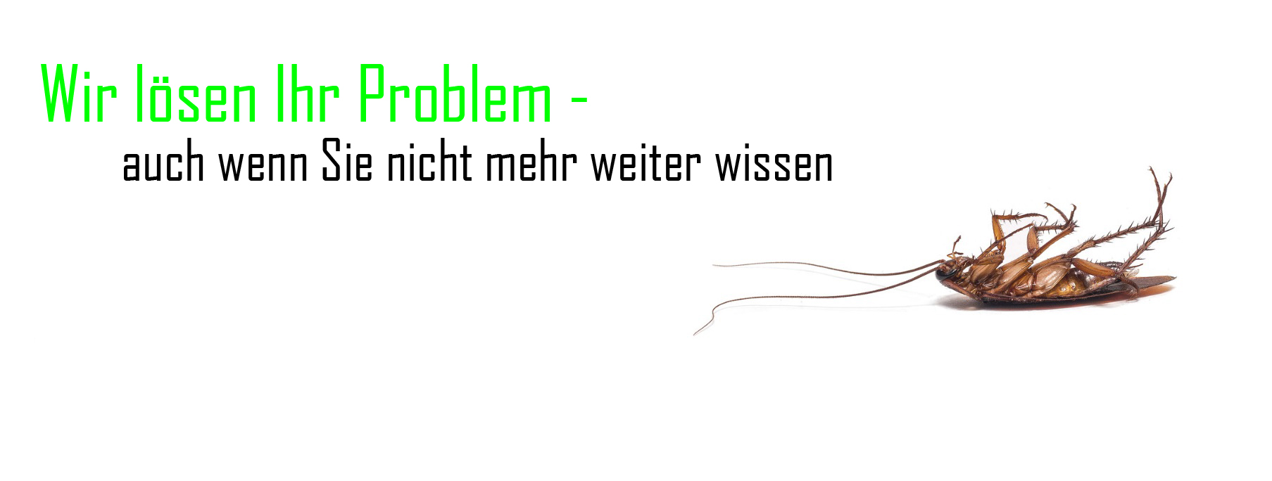 Plewka Schädlingsbekämpfung, Friedensstraße in Mönchengladbach