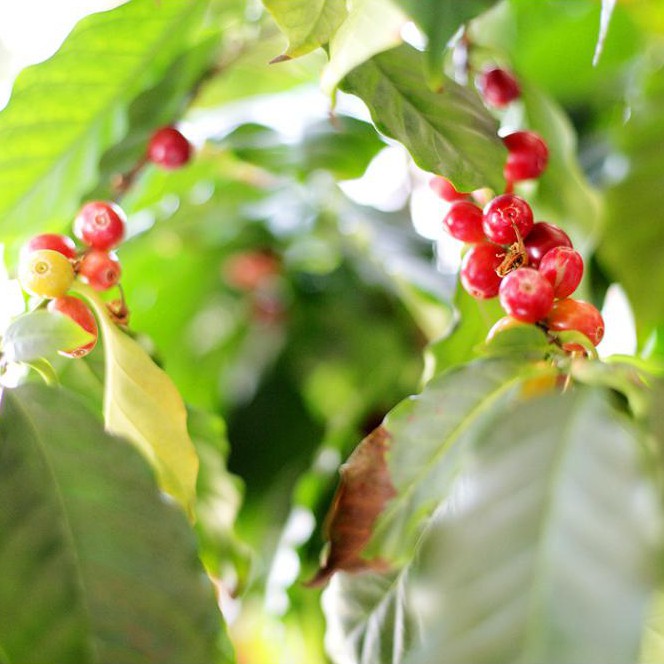 Mondialprodukte AG, Bremgartnerstrasse in Dietikon