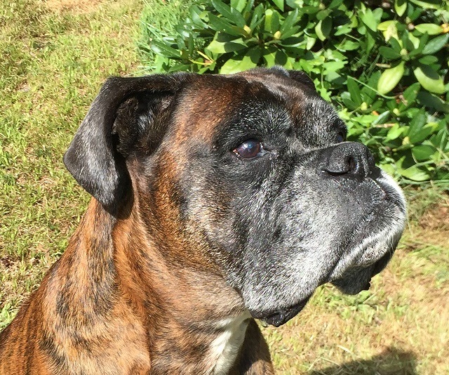 Pets Deluxe GmbH, Königstraße in Berlin