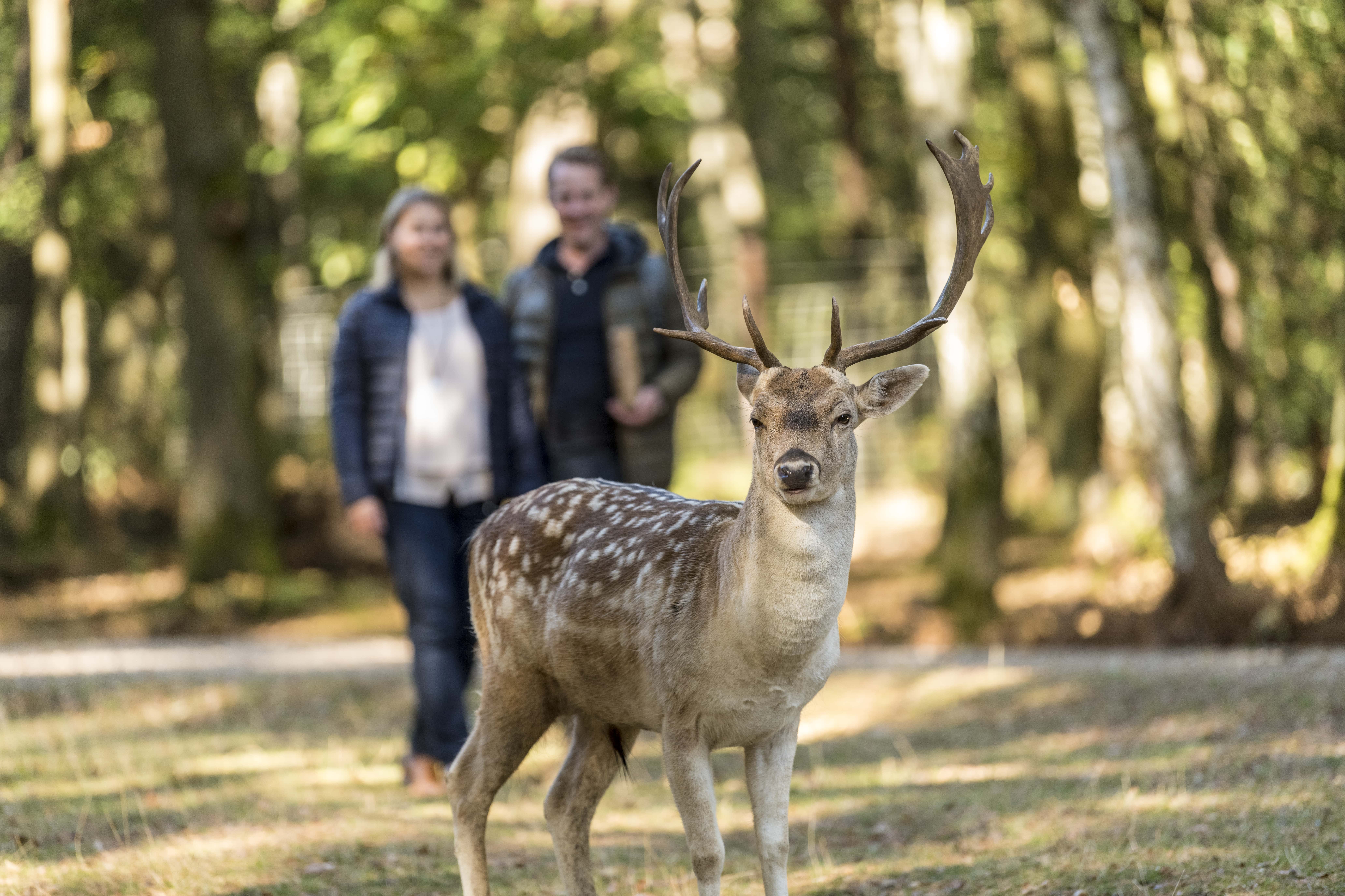 Hochwildpark Rheinland GmbH, Becherhofer Weg in Mechernich