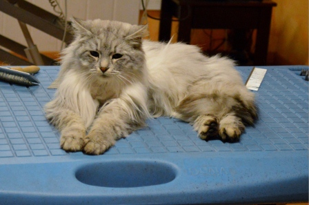 Hundesalon Sky Dog, Bodenackerstrasse in Dulliken