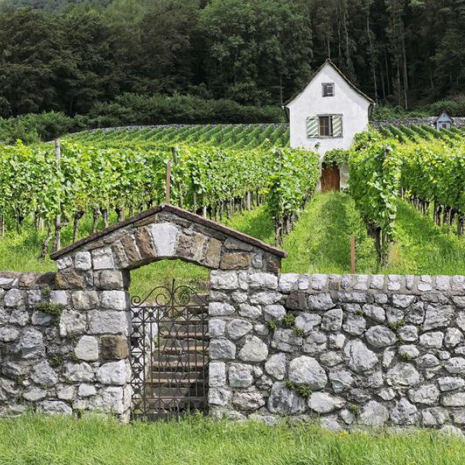Müller Weingut Steinersteg, Staatsstrasse in Heiligkreuz (Mels)