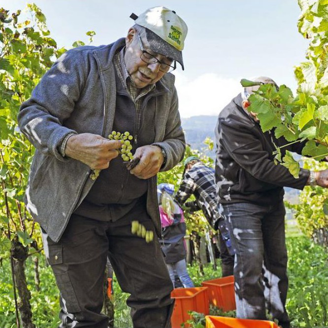 Müller Weingut Steinersteg, Staatsstrasse in Heiligkreuz (Mels)