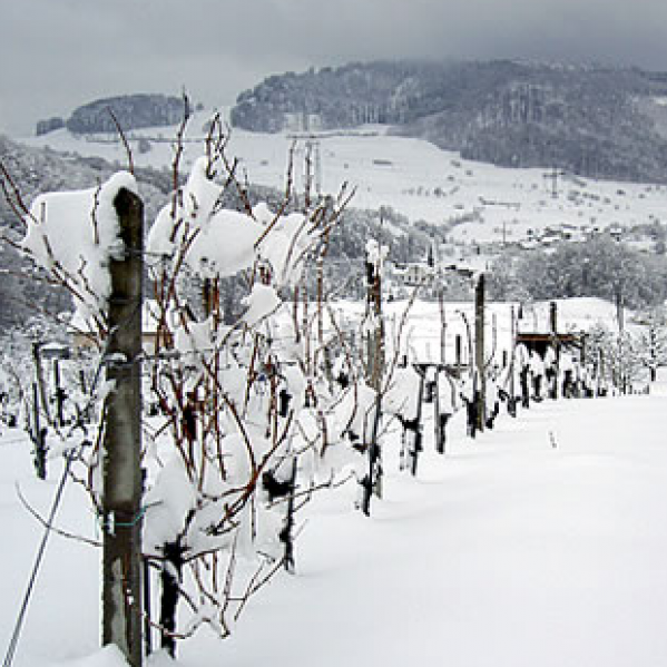 Weinbau und Rebschule Löw, Bergreben in Buus