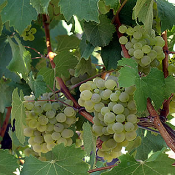 Weinbau und Rebschule Löw, Bergreben in Buus