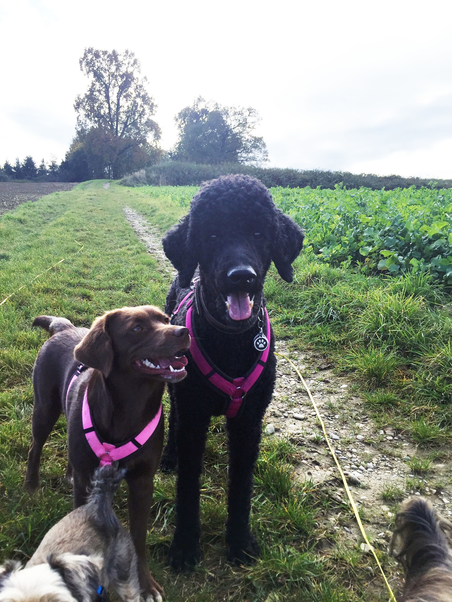 Der Hundemann, Poststraße in Gröbenzell