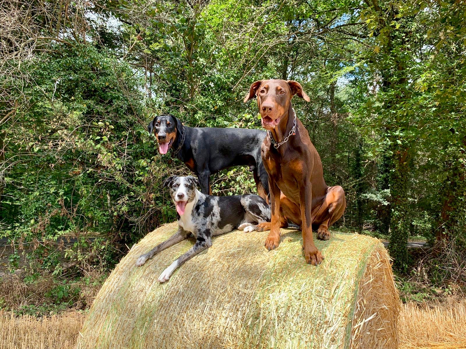 Kalimero, Talring in Krefeld