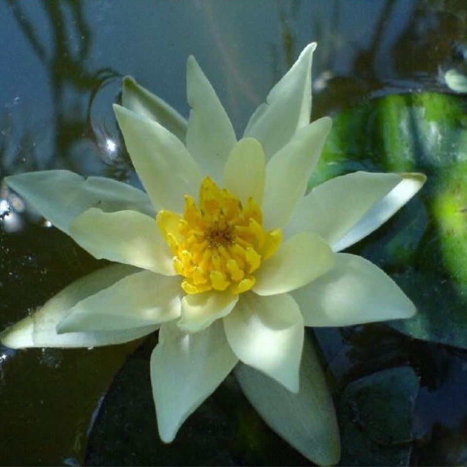 Blumen Fitze AG, Augustinergasse in Zürich