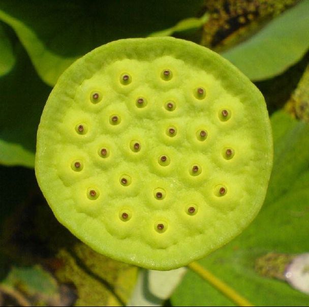 Blumen Fitze AG, Augustinergasse in Zürich