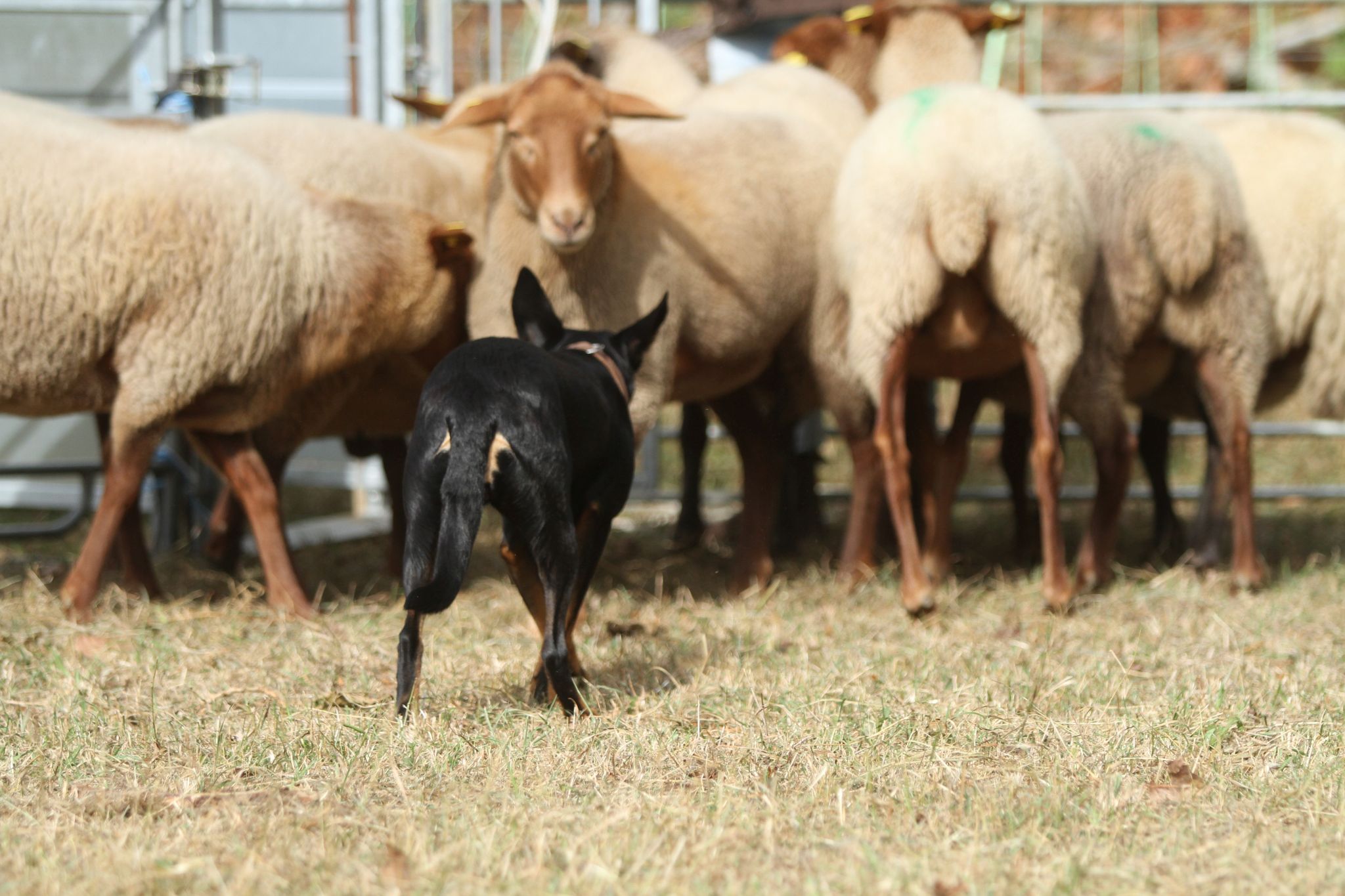 Sheep Farm Come By, Preyerstr. in Eschweiler