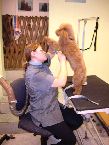 Hundesalon Toxi, Zugerstrasse in Horgen