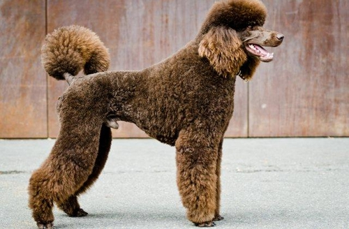 Hundesalon Toxi, Zugerstrasse in Horgen