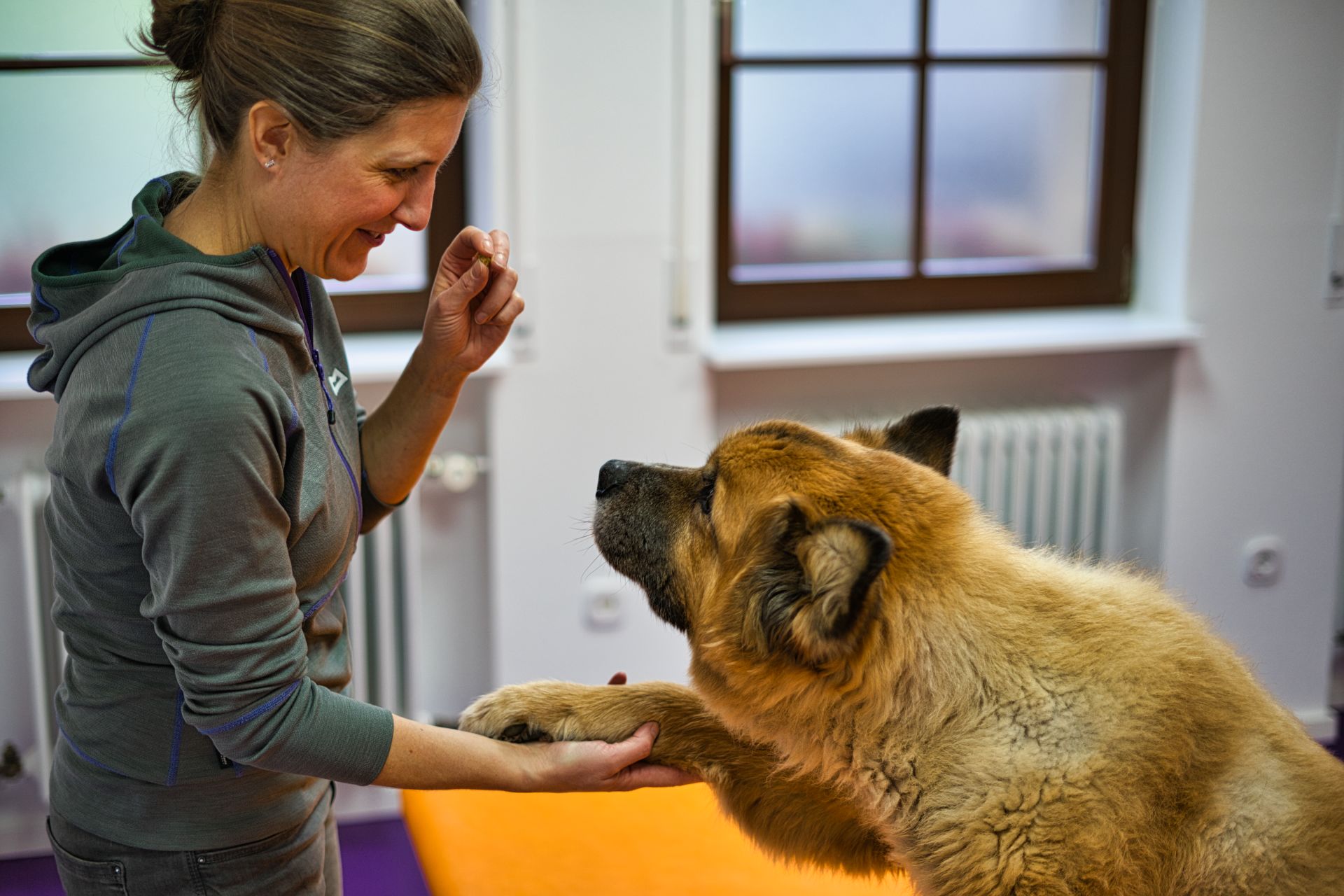Starke & Seidel Tiertherapie, Hauptstr., 22 in 63526 Erlensee