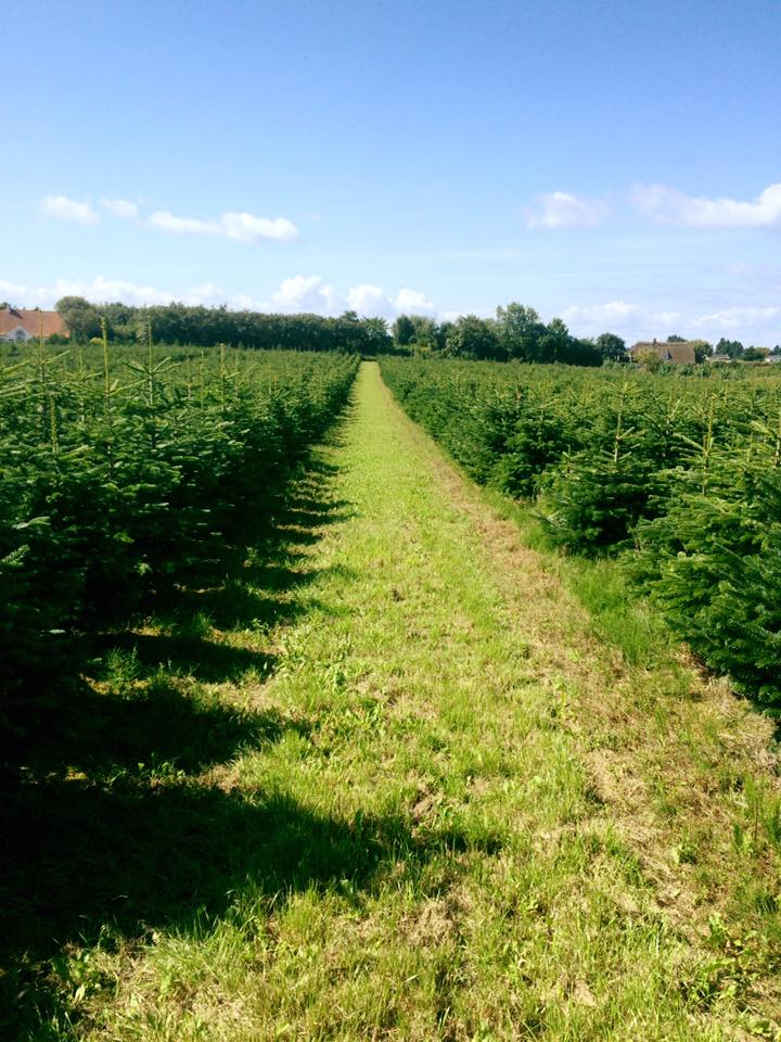 Weihnachtsbäume Meßthaler gegenüber des Anhänger Outlets Gunzenhausen, Nürnberger Straße in Gunzenhausen